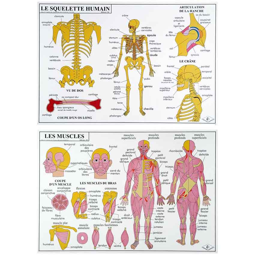 Planche éducative - Le squelette / Les muscles