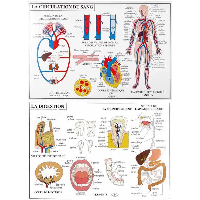 Planche éducative - La circulation du sang / Digestion
