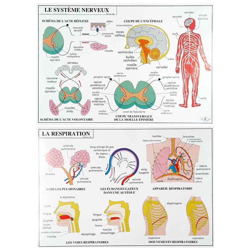 Planche éducative - Système nerveux / Respiration