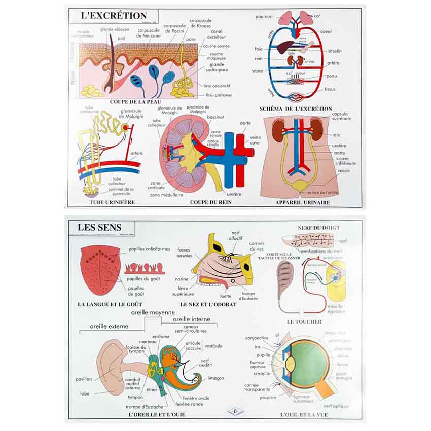 Planche éducative - L'excrétion / Les Sens