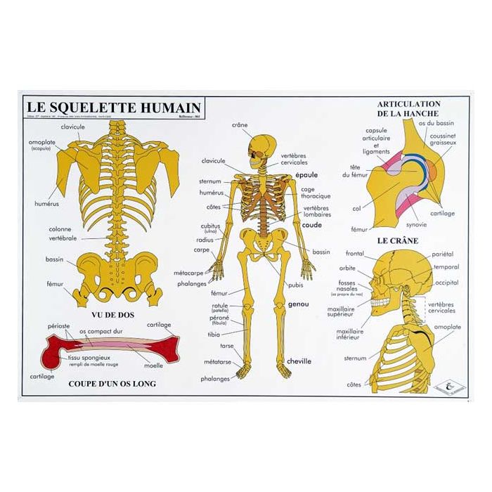 Planche éducative Le corps humain